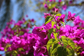 Bougainvillea flowers against a blue sky