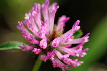 ムラサキツメクサ