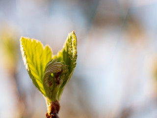 branches of tree are yellow brown against bright sky. Young shoots, water hanging from a branch, flowering trees in garden, blooming spring nature. The effect of light. Shallow depth of field