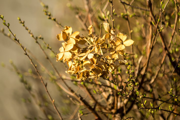 Dry brown flowers that bloomed last summer. For a site about floriculture, botany, landscape, nature, seasons.