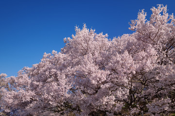 高遠城址公園のタカトウコヒガンザクラ