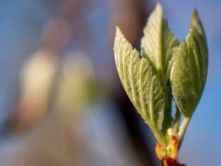 branches of tree are yellow brown against bright sky. Young shoots, water hanging from a branch, flowering trees in garden, blooming spring nature. The effect of light. Shallow depth of field
