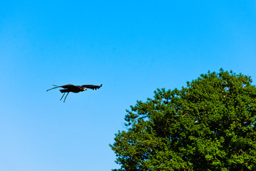 Young bald eagle (Haliaeetus leucocephalus) also known as white-headed or white-tailed eagle, sea eagle or American eagle