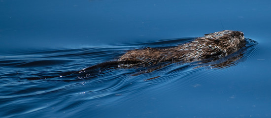 Muskrat swimming in water
