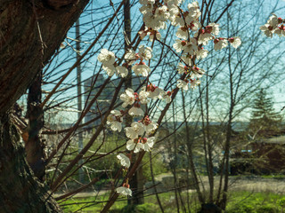 Fototapeta premium Raindrops on flowers of plum and apricot with green leaves in spring. Young shoots, water hanging from branch, flowering trees in garden, blooming spring nature. Effect light. Shallow depth of field