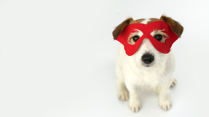 DOG HERO COSTUME. LITTLE JACK RUSSELL WEARING A RED MASK FOR CARNIVAL, HALLOWEEN PARTY. TOP VIEW. ISOLATED AGAINST WHITE BACKGROUND.