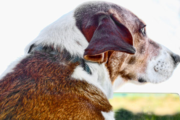 Beagle dog's ears blow in the wind as it looks out a car window