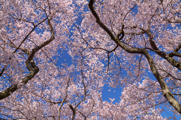高遠城址公園のタカトウコヒガンザクラ
