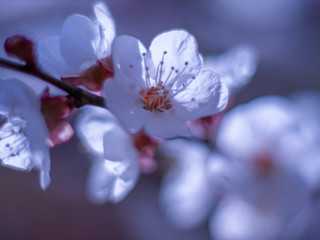 Raindrops on flowers of plum and apricot with green leaves in spring. Young shoots, water hanging from branch, flowering trees in garden, blooming spring nature. Effect light. Shallow depth of field