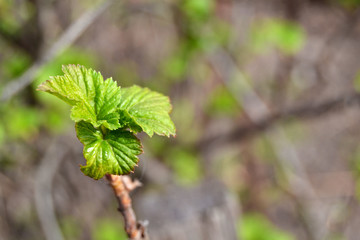 Young leaves on a branch of black currant on a blurred background in early spring.