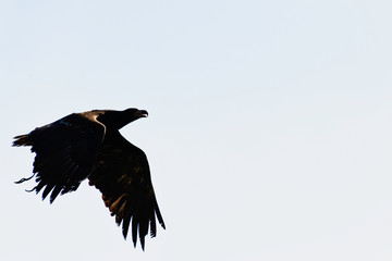 Obraz premium Young bald eagle (Haliaeetus leucocephalus) also known as white-headed or white-tailed eagle, sea eagle or American eagle