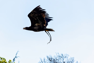 Young bald eagle (Haliaeetus leucocephalus) also known as white-headed or white-tailed eagle, sea eagle or American eagle