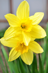 Yellow daffodils close-up in early spring blurred background