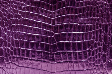 Violet crocodile skin glossy shine background texture.