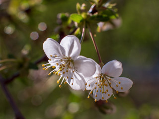 Raindrops on flowers of plum and apricot with green leaves in spring. Young shoots, water hanging from branch, flowering trees in garden, blooming spring nature. Effect light. Shallow depth of field
