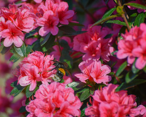 Azalea Rosa King. Quite vigorous Japanese Azalea, regal deep-pink blossoms against attractive evergreen foliage