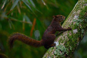 squirrel on tree