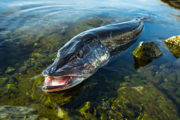 Fishing. Northern pike (Esox lucius) on the beautiful  pure water background.