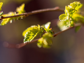 Yellow and red young leaves and shoots of maple against sunlight. Contrasts and lighting effects. Shallow depth of field.