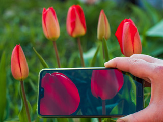 Fototapete bei efototapeten.de bestellen   