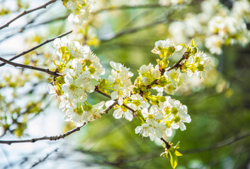 Beautiful spring flowers. In spring everything awakens from sleep. Outside. Without people. Amazing nature.