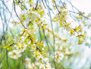 Beautiful spring flowers. In spring everything awakens from sleep. Outside. Without people. Amazing nature.