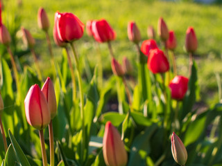 Group of colorful tulip. red flower tulip lit by sunlight. Soft selective focus, tulip close up, toning. Bright colorful tulip photo background