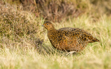 Red grouse (Lagopus lagopus) Female grouse or hen in natural moorland habitat.  Yorkshire. England.  Space for copy.  Landscape, horizontal.