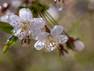 Fototapeta na wymiar Raindrops on flowers of plum and apricot with green leaves in spring. Young shoots, water hanging from branch, flowering trees in garden, blooming spring nature. Effect light. Shallow depth of field