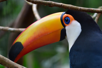 colorful bird of paradise