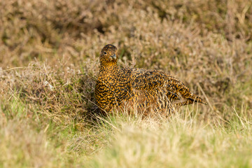 Red grouse (Lagopus lagopus) Female grouse or hen in natural moorland habitat.  Yorkshire. England.  Space for copy.  Landscape, horizontal.