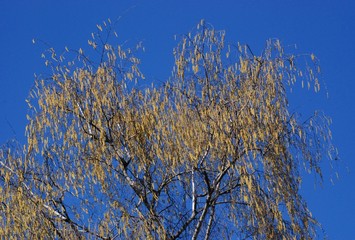 Spring Impressions from Wröhmännerpark  on the Havel River in Berlin Spandau (is the oldest park in Berlin Spandau and was built between 1913 and 1914 under the name Wröhmännerplatz), Germany