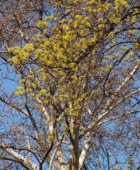 Spring Impressions from Wröhmännerpark  on the Havel River in Berlin Spandau (is the oldest park in Berlin Spandau and was built between 1913 and 1914 under the name Wröhmännerplatz), Germany