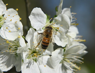 Honigbiene auf Obstblüten