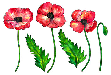 Obraz premium Set of red poppies. Colorful flowers. Watercolor hand drawn illustration isolated on white background.