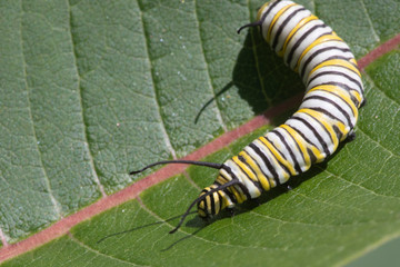 Monarch Butterfly Larva feeding on Milkweed leaves