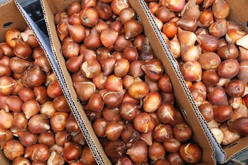 Tulip bulbs