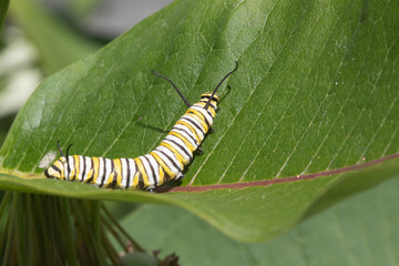 Monarch Butterfly Larva feeding on Milkweed leaves