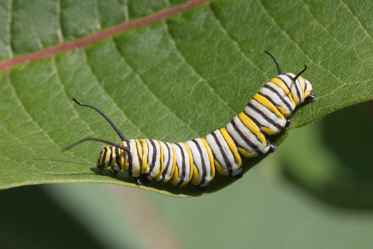 Monarch Butterfly Larva feeding on Milkweed leaves