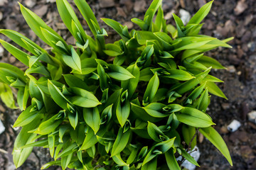 Young shoots of plants. View from above. For a site about floriculture, botany, landscape, nature, seasons.