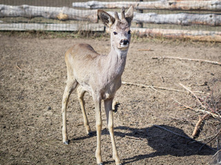 Fototapeta premium Close-up of deer fawn on rural countryside farm ranch