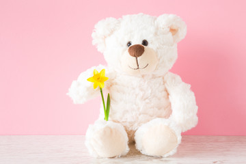 Smiling, lovely white teddy bear sitting at pastel pink wall and holding bright yellow narcissus...