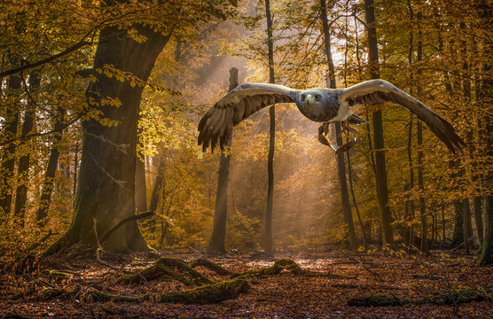 Aguja  (Blaubussard)