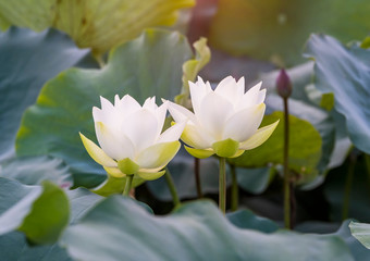 white lotus flower in pond