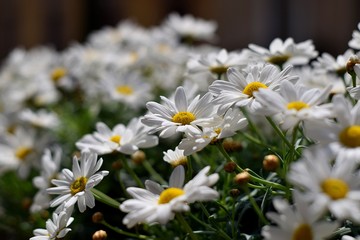 Many white daisies, floral background