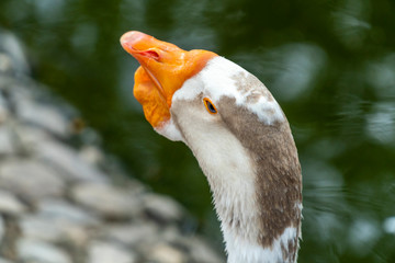 Back view of a goose head