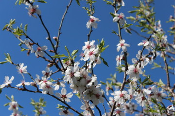 flowers in spring