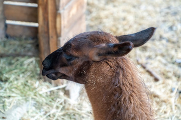 Fototapeta premium Lama cub back head