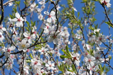 flowers in spring