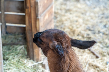 Lama cub back head
